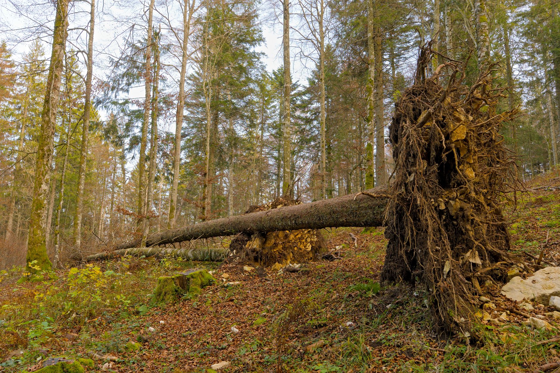 Enlèvement arbre urgence équipe à Blagnac